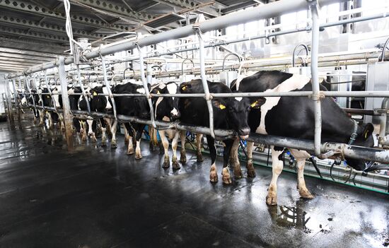 Агрохолдинг РПЦ по производству молочной продукции "Зеленоградское" в Московской области