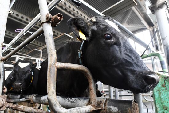 Агрохолдинг РПЦ по производству молочной продукции "Зеленоградское" в Московской области