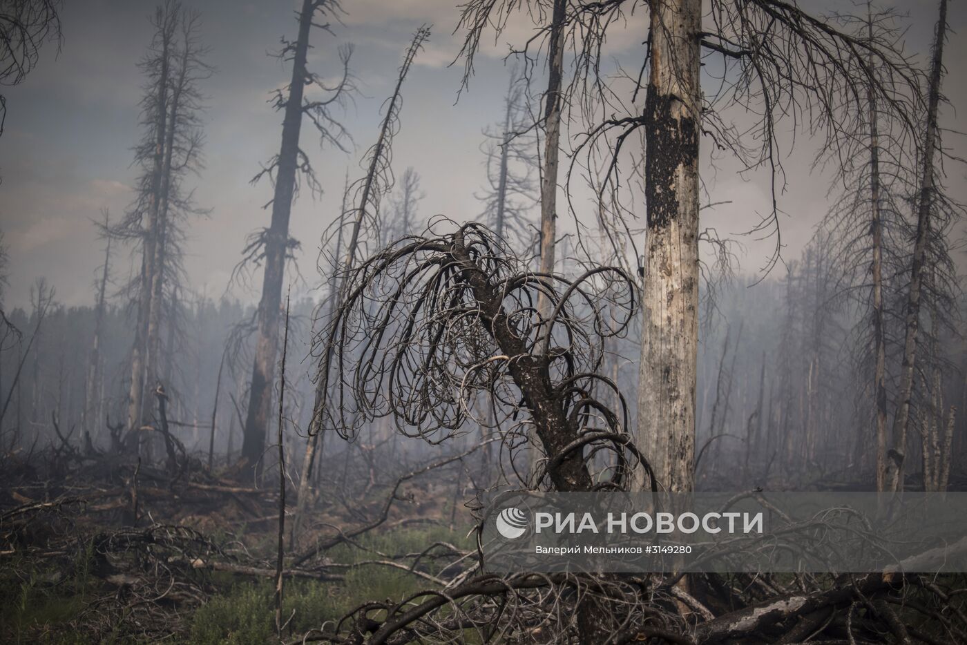 Последствия лесных пожаров в Бурятии