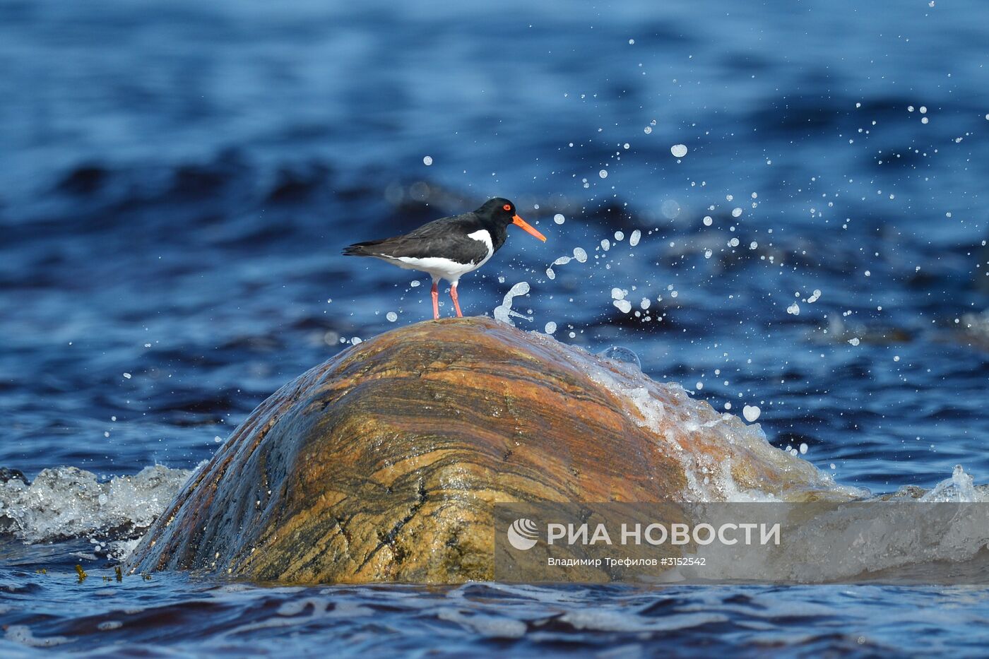 Экспедиция Института экологических проблем севера на Белое море