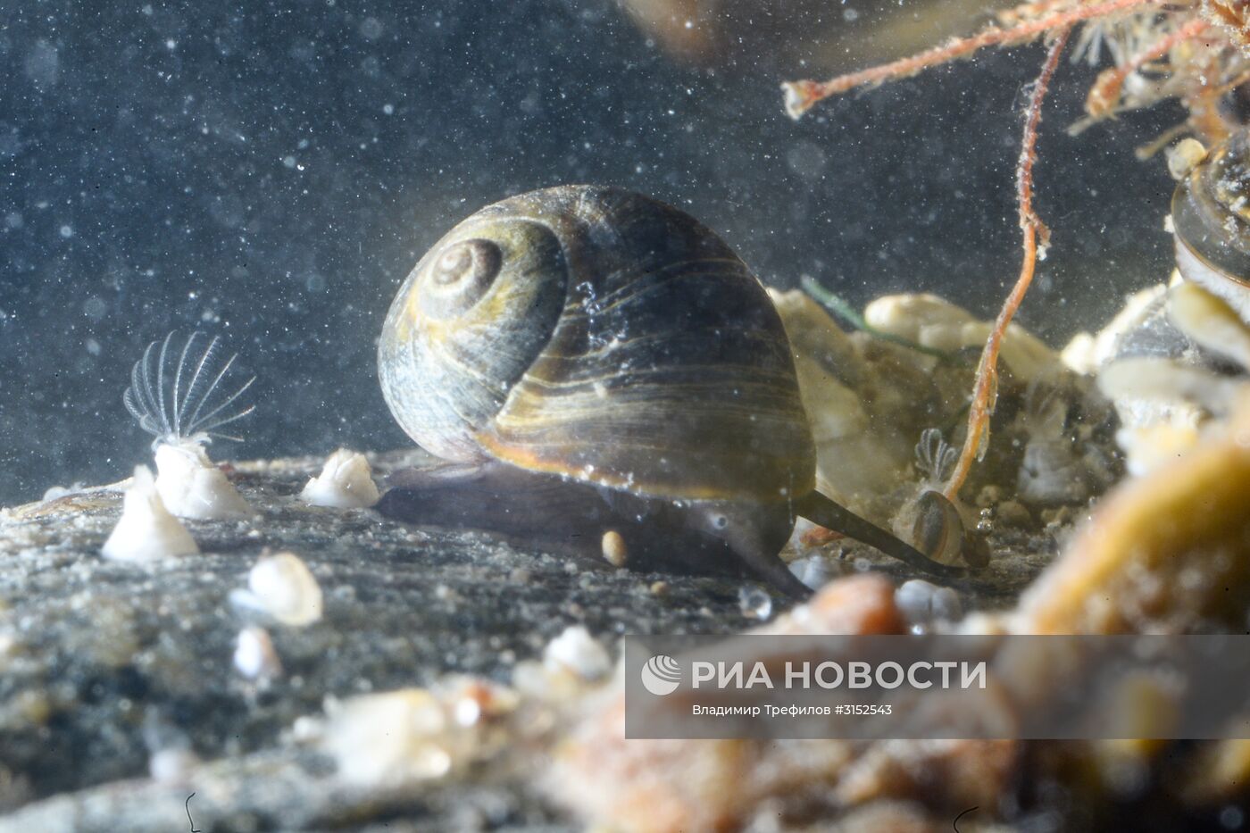 Экспедиция Института экологических проблем севера на Белое море