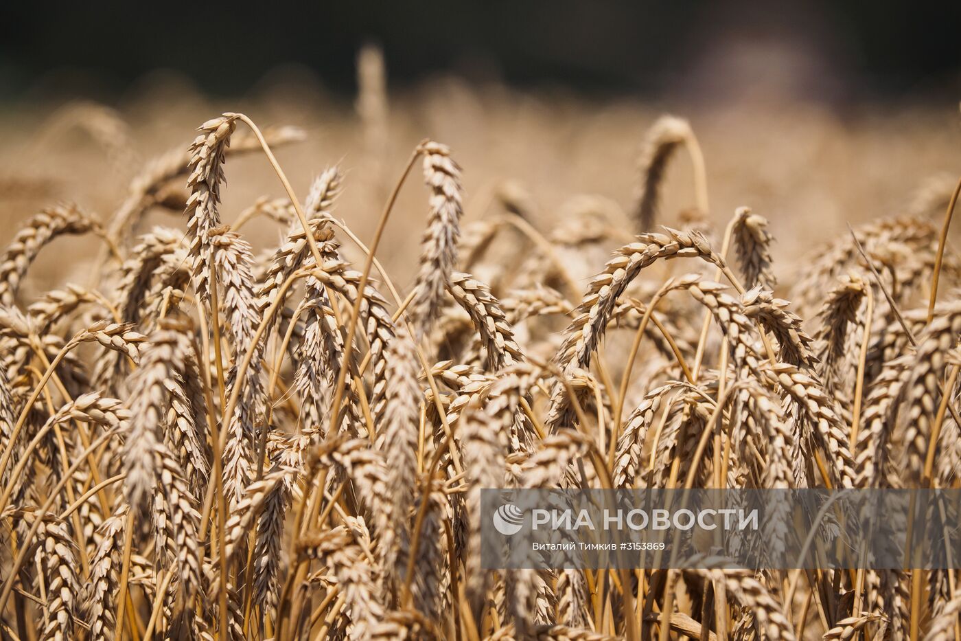 Уборка зерновых в Краснодарском крае