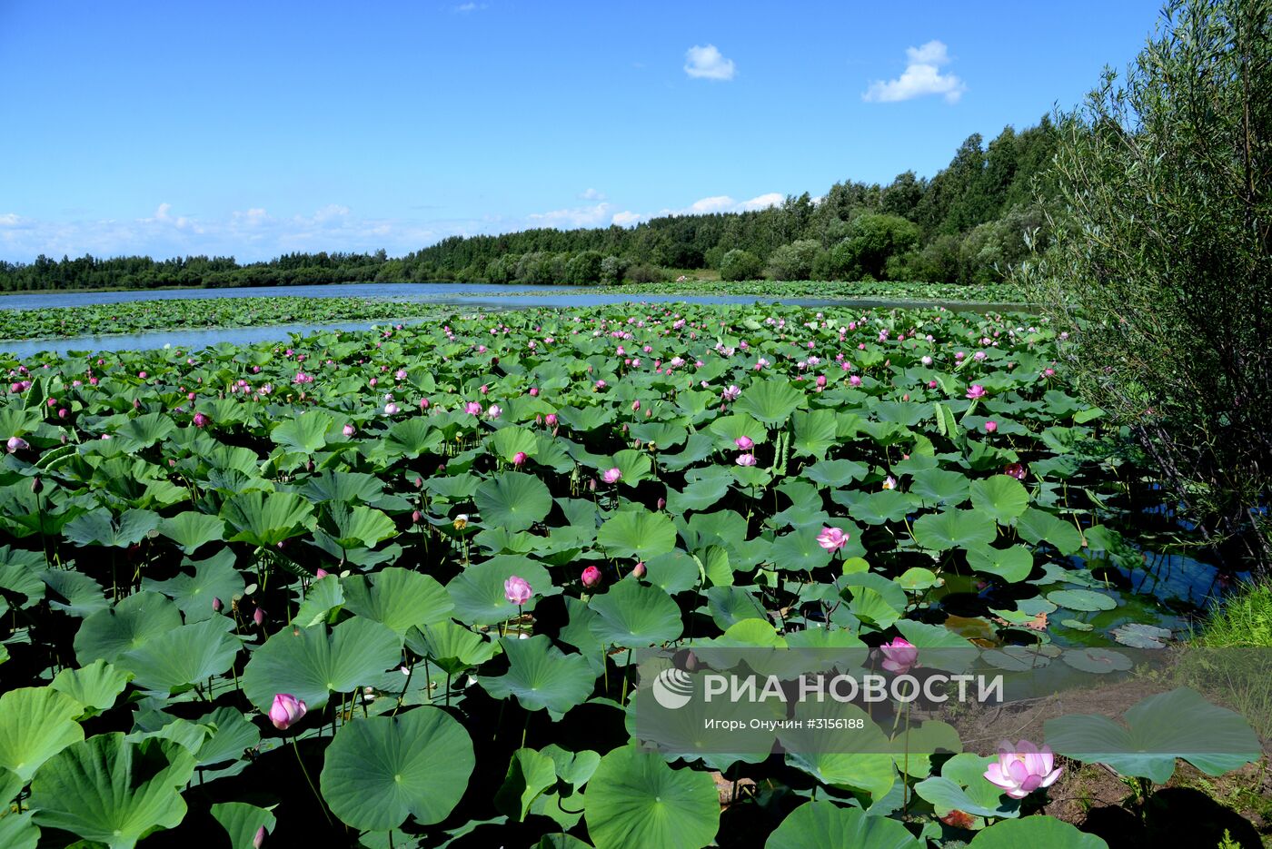 Цветение лотосов в Хабаровском крае