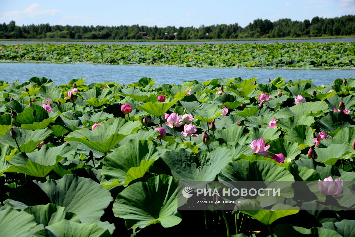 Цветение лотосов в Хабаровском крае