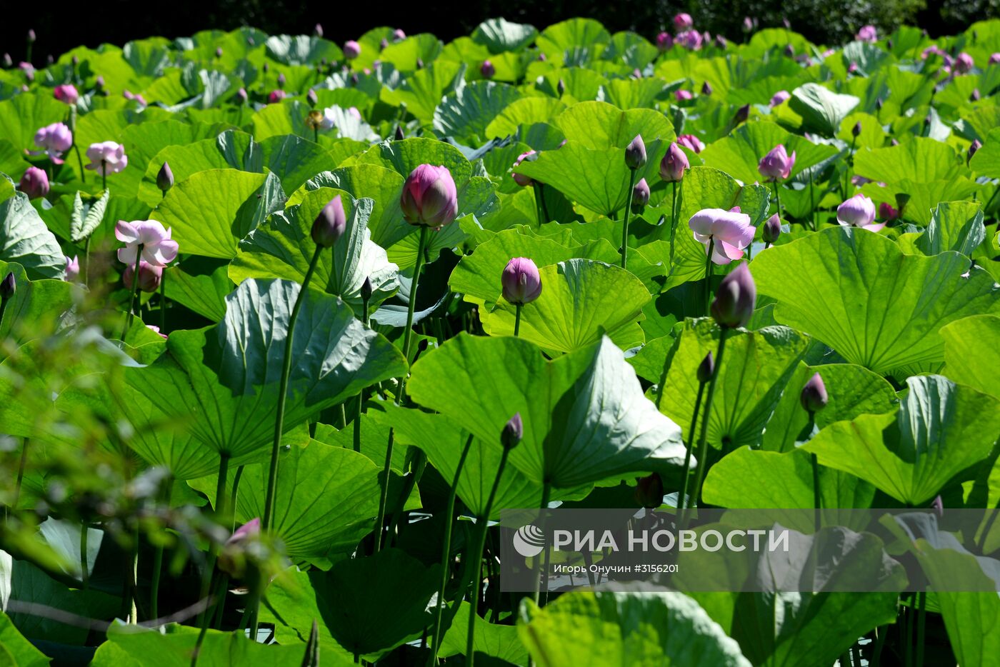 Цветение лотосов в Хабаровском крае