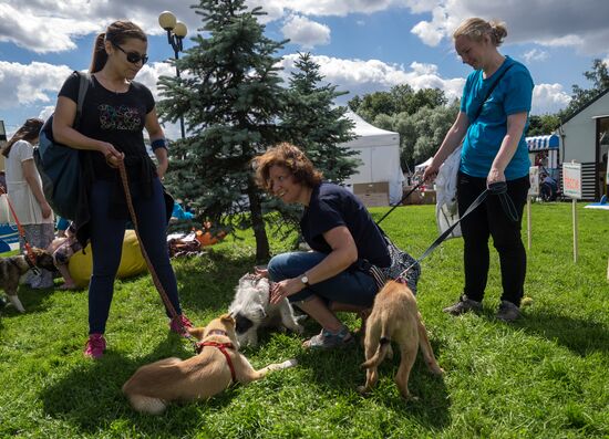 Фестиваль собак и людей "Спутники жизни"