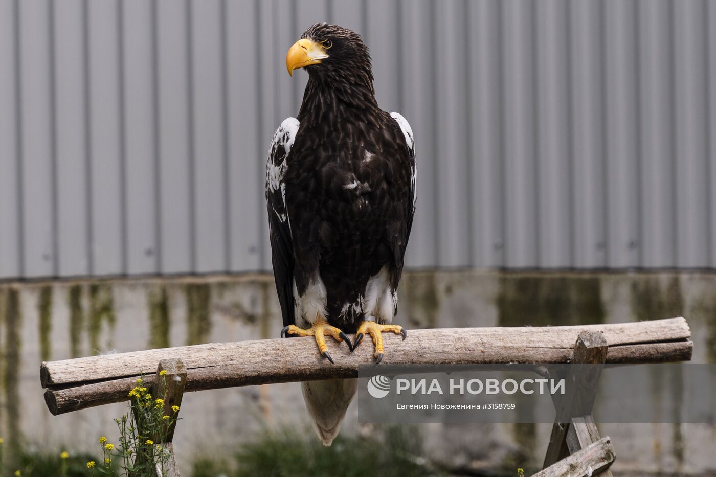 Центр воспроизводства редких видов животных под Волоколамском