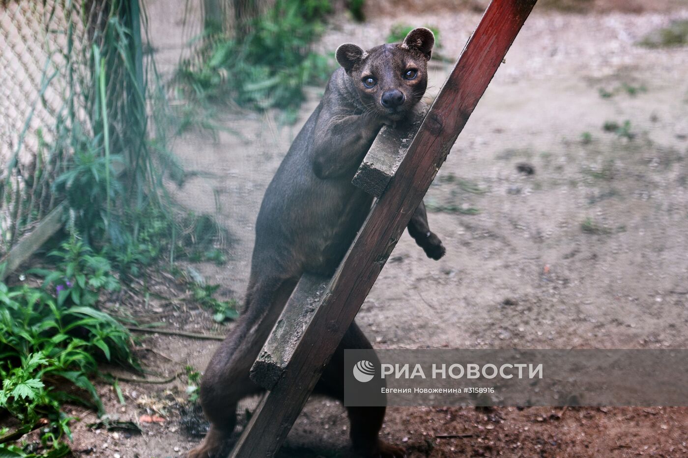 Центр воспроизводства редких видов животных под Волоколамском