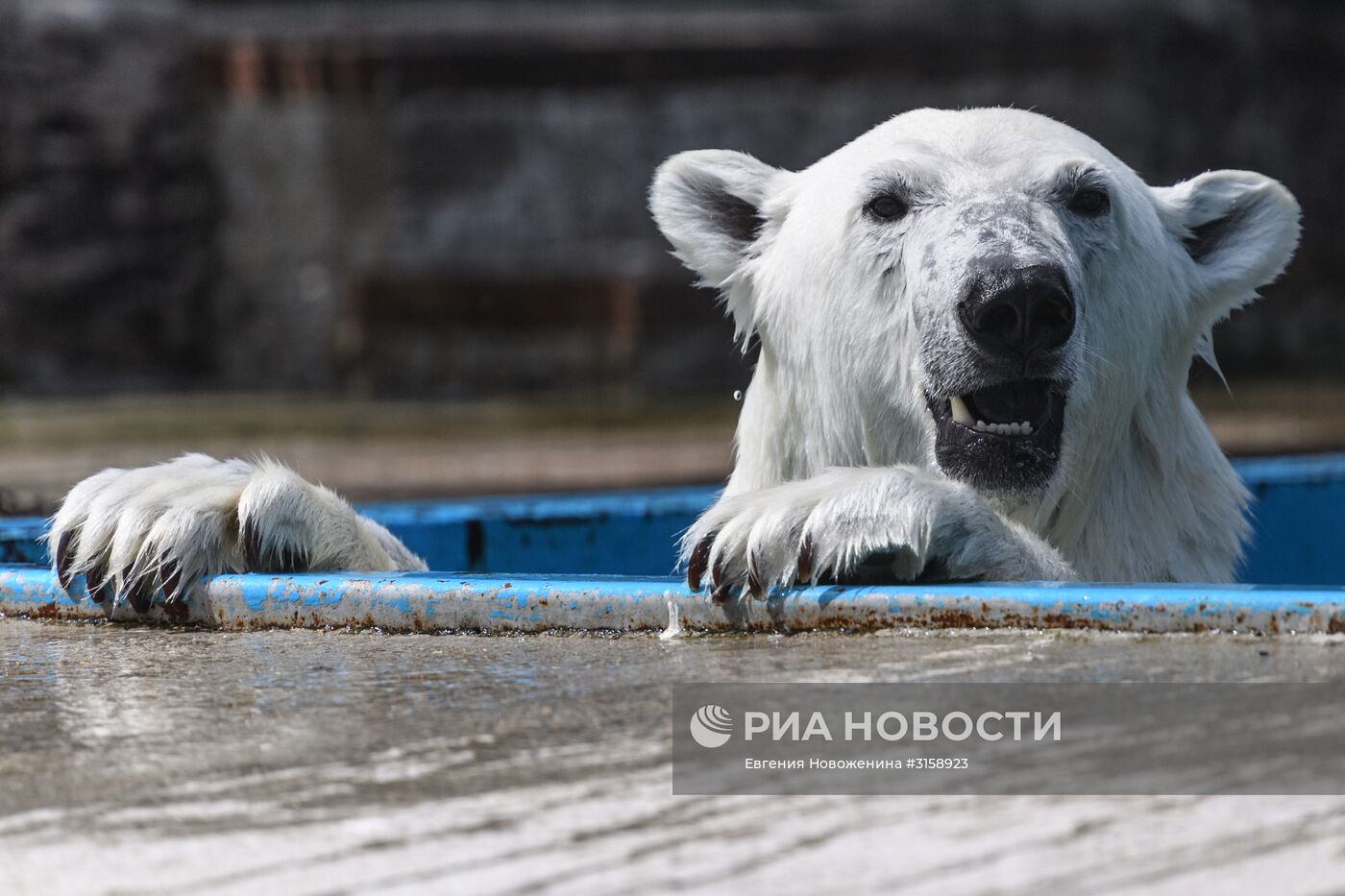 Центр воспроизводства редких видов животных под Волоколамском