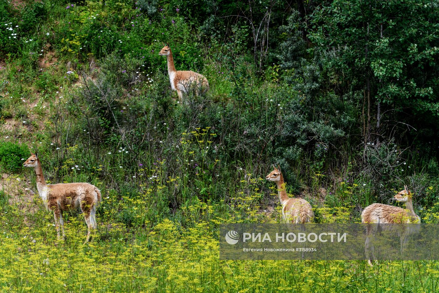 Центр воспроизводства редких видов животных под Волоколамском