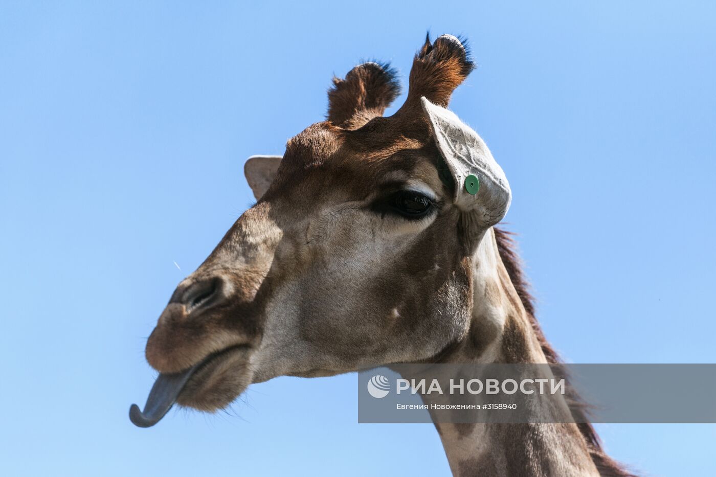 Центр воспроизводства редких видов животных под Волоколамском