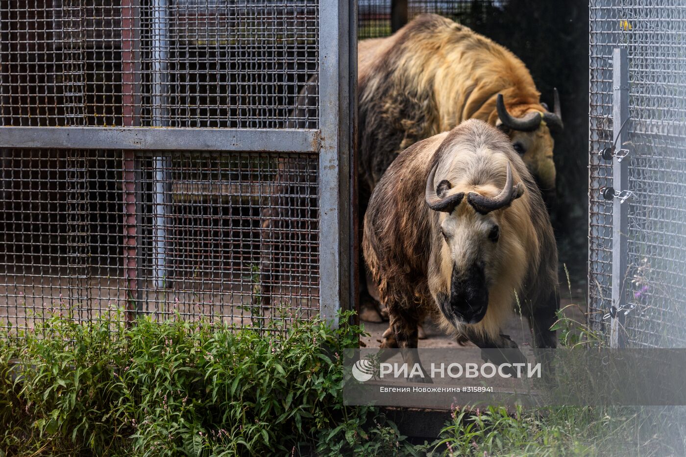 Центр воспроизводства редких видов животных под Волоколамском