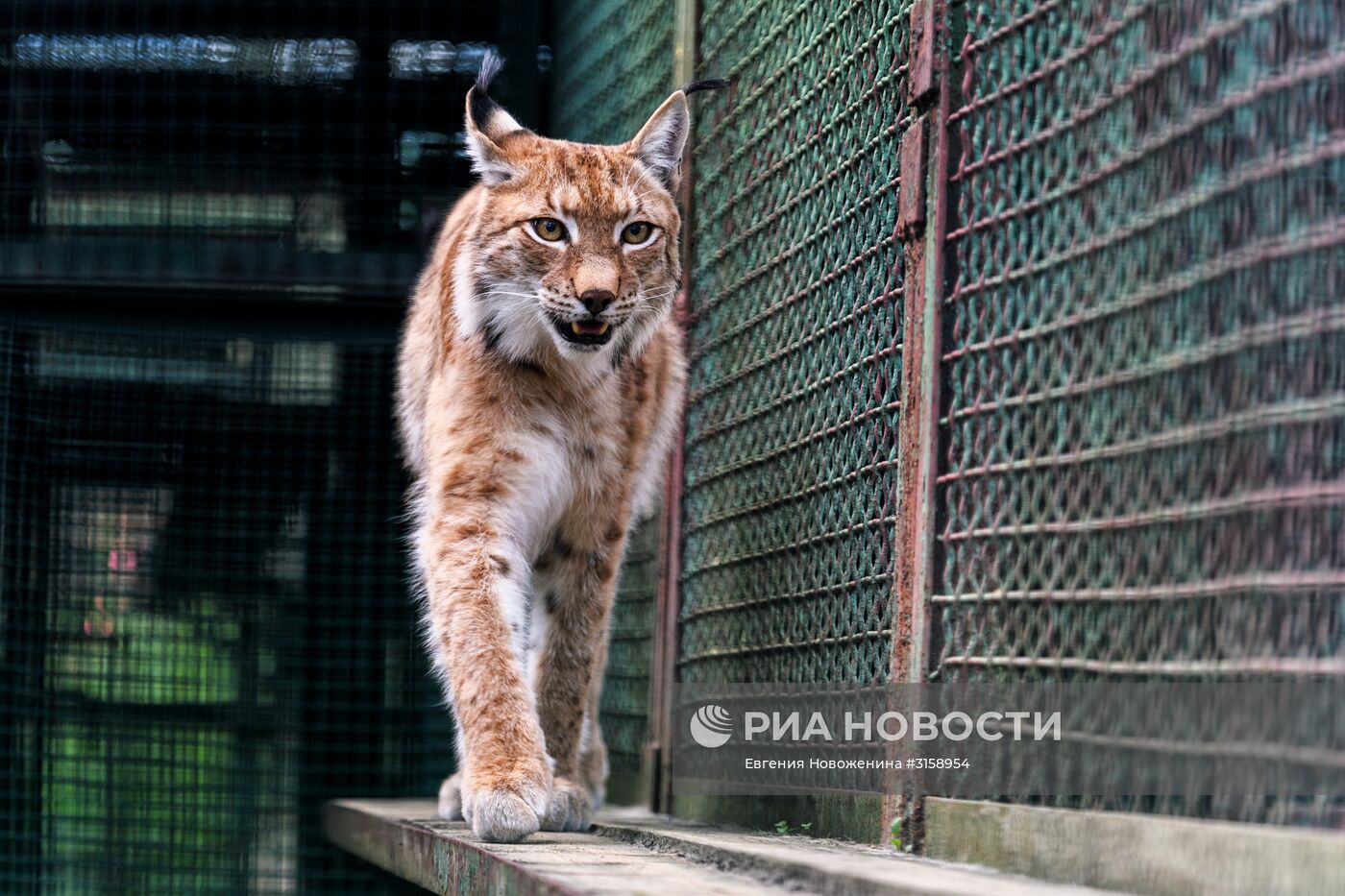 Центр воспроизводства редких видов животных под Волоколамском