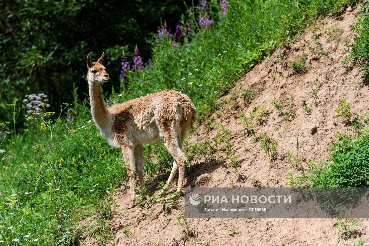 Центр воспроизводства редких видов животных под Волоколамском