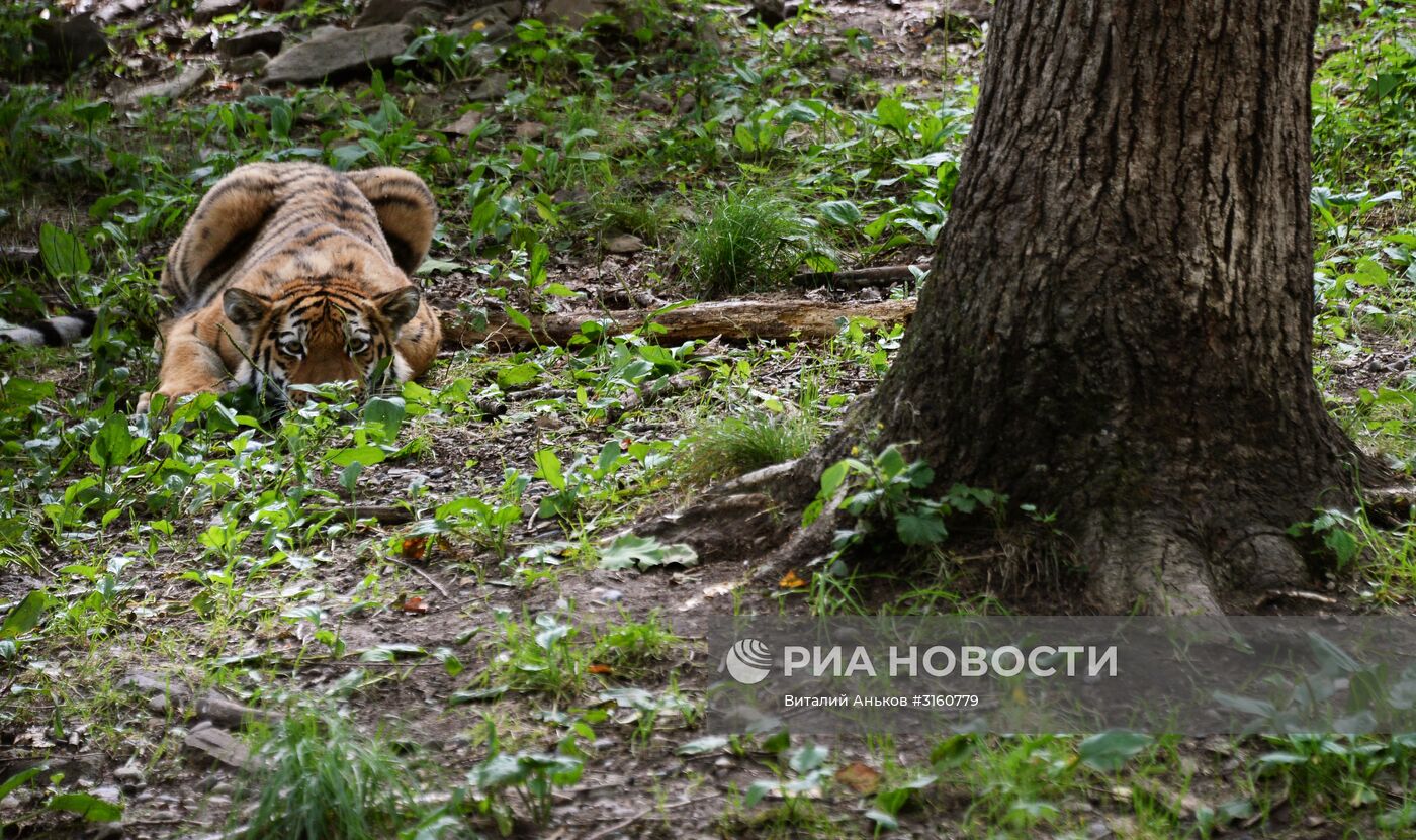 Тигренок Шерхан и собака Табаки в Приморском сафари-парке