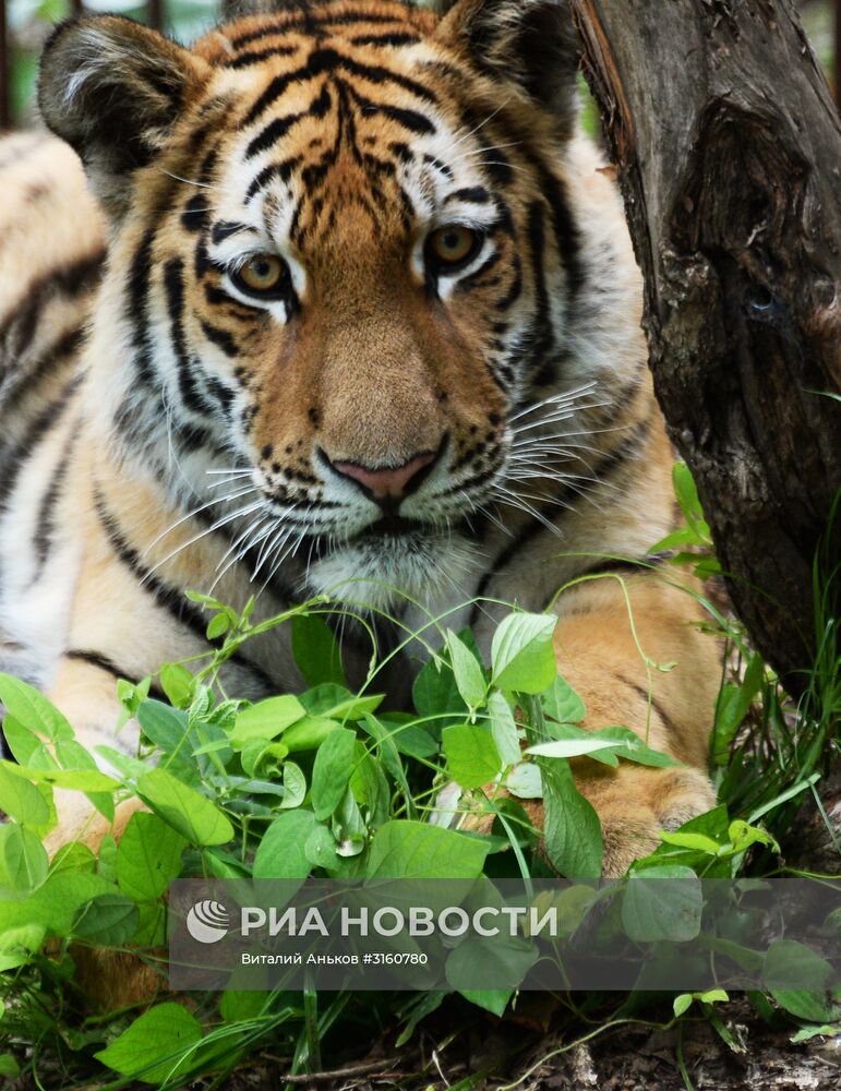 Тигренок Шерхан и собака Табаки в Приморском сафари-парке