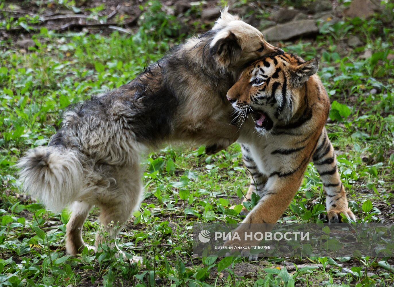 Тигренок Шерхан и собака Табаки в Приморском сафари-парке