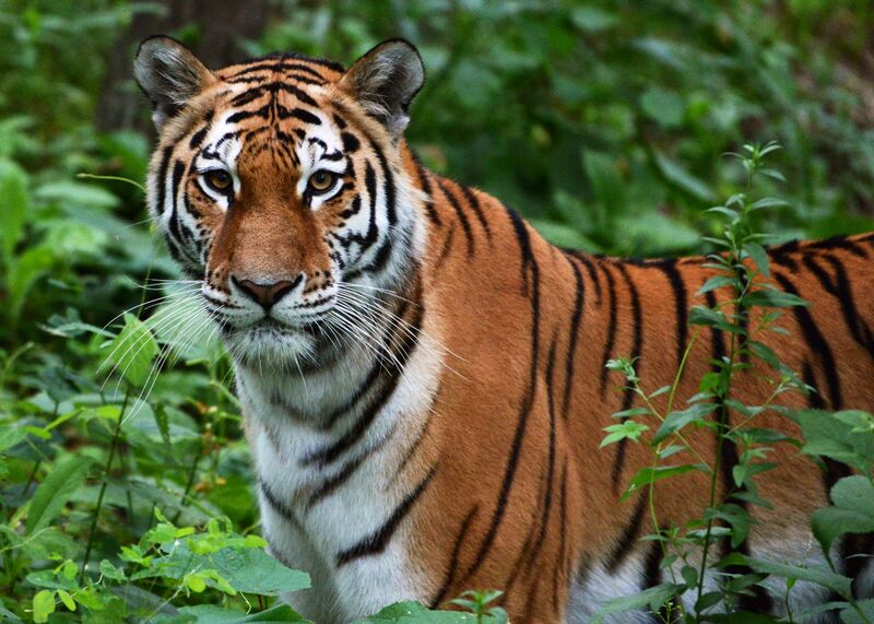 29 июля - Международный день тигра