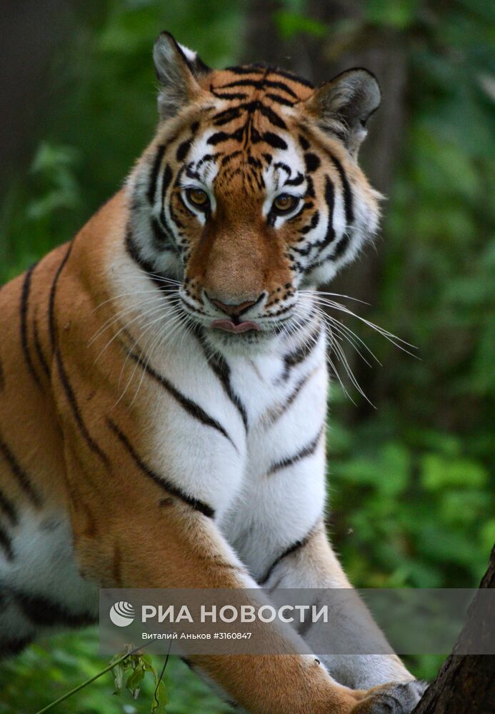Тигренок Шерхан и собака Табаки в Приморском сафари-парке