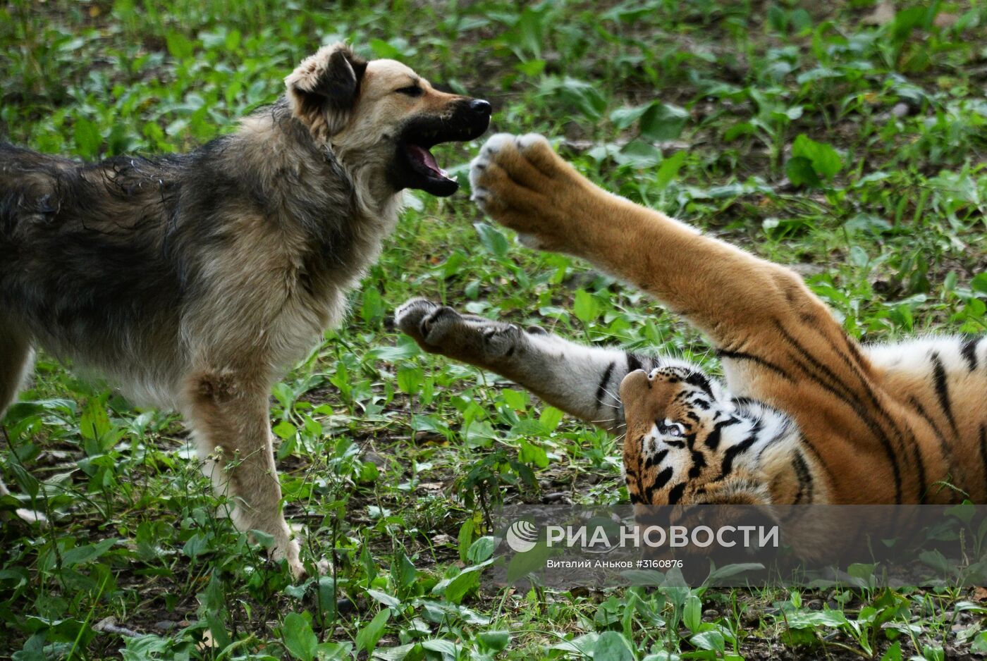 Тигренок Шерхан и собака Табаки в Приморском сафари-парке