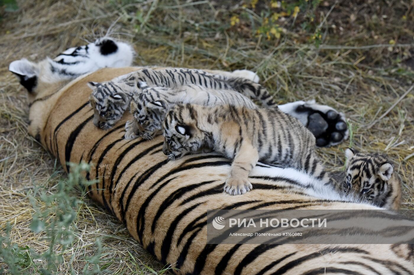 Уссурийские тигрята в сафари-парке "Тайган" в Крыму
