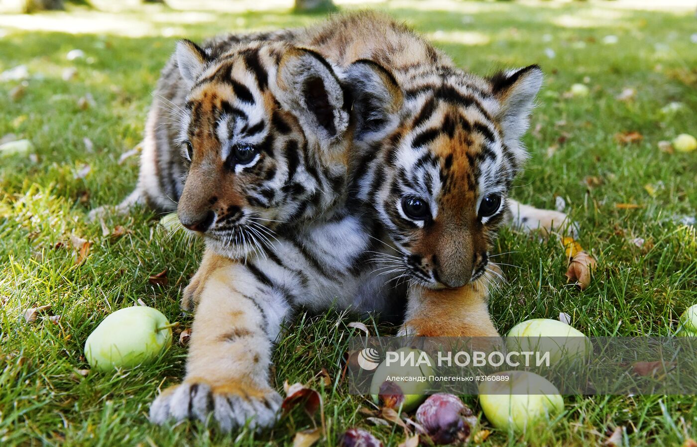 Уссурийские тигрята в сафари-парке "Тайган" в Крыму