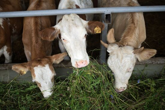 Фестиваль фермеров – сыроваров в Московской области