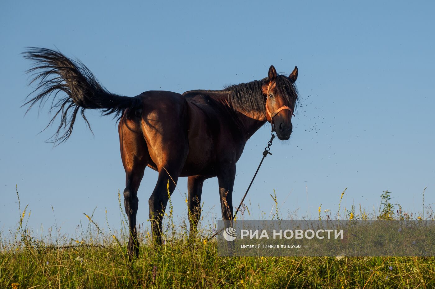 Регионы России. Республика Адыгея