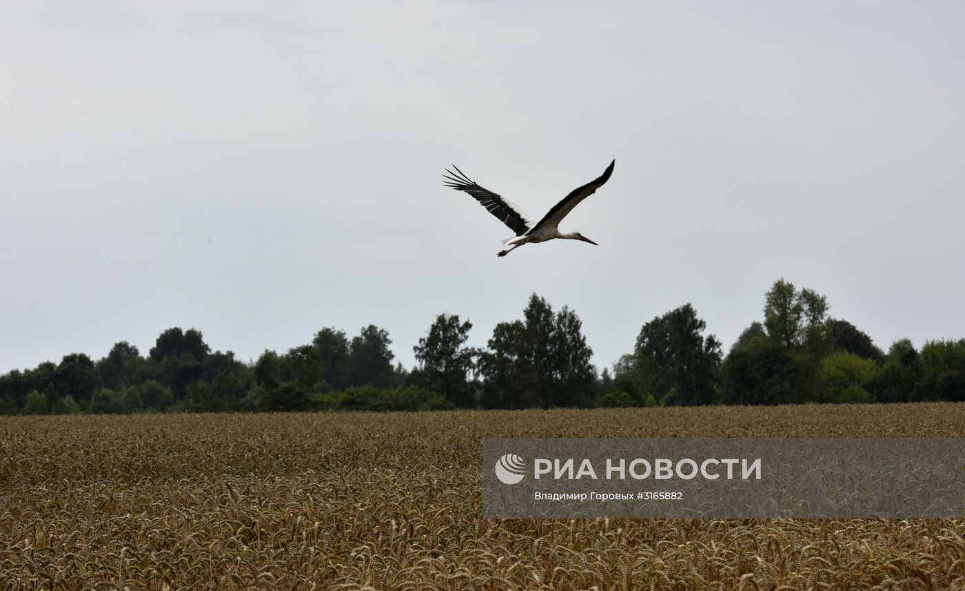 Уборка зерновых в хозяйствах Брянской области