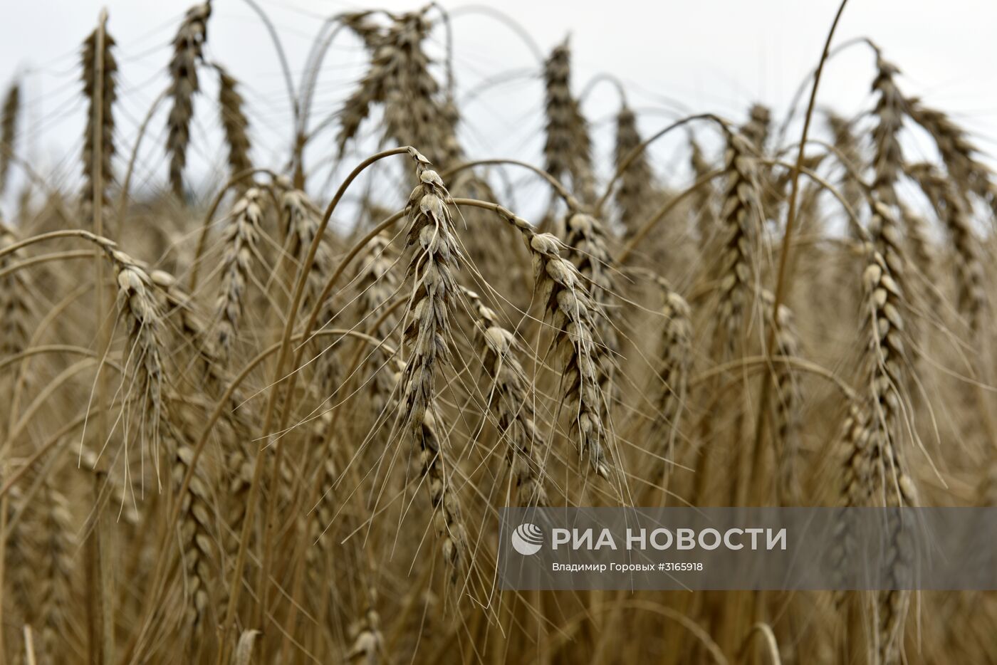 Уборка зерновых в хозяйствах Брянской области