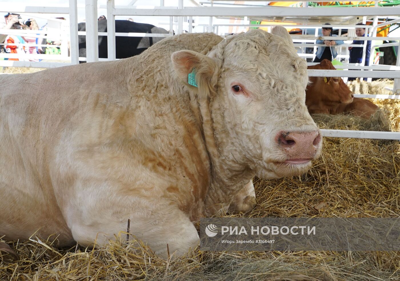 Агропромышленный фестиваль "День Балтийского поля-2017"