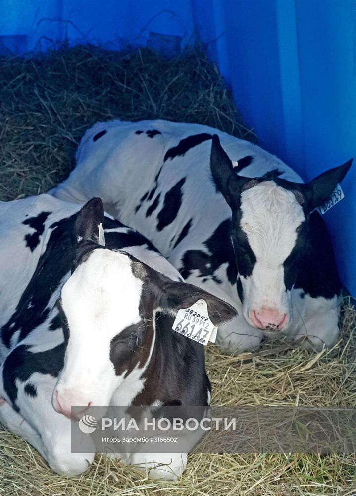 Агропромышленный фестиваль "День Балтийского поля-2017"