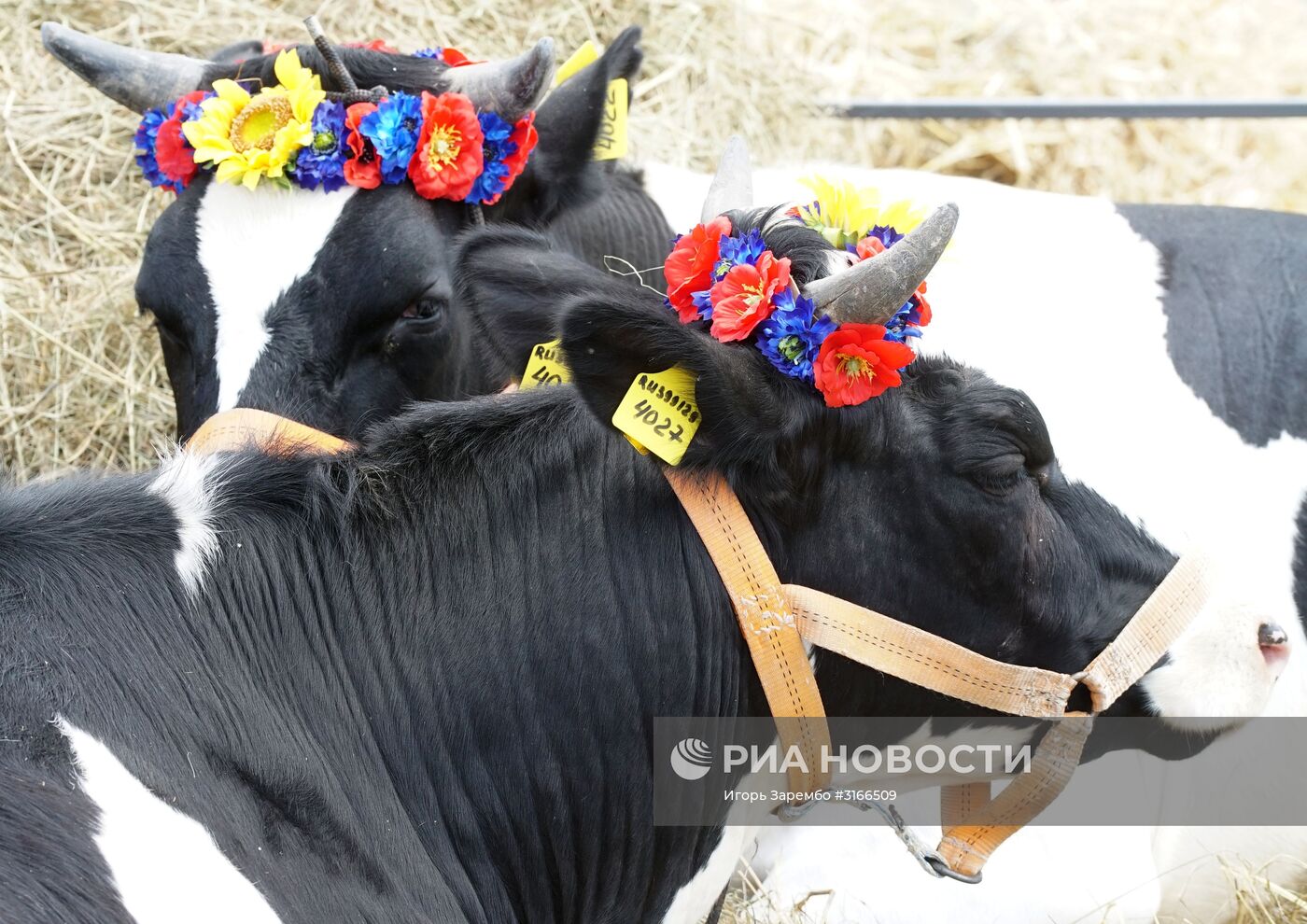 Агропромышленный фестиваль "День Балтийского поля-2017"