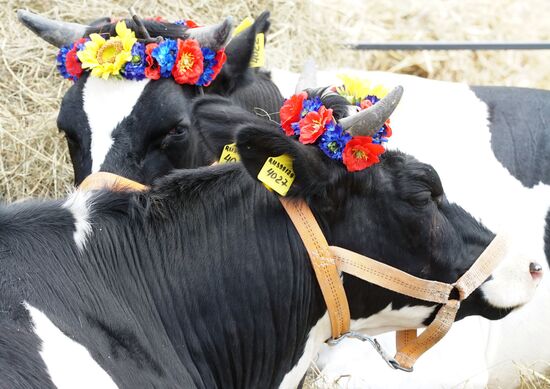 Агропромышленный фестиваль "День Балтийского поля-2017"