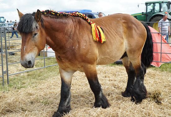 Агропромышленный фестиваль "День Балтийского поля-2017"