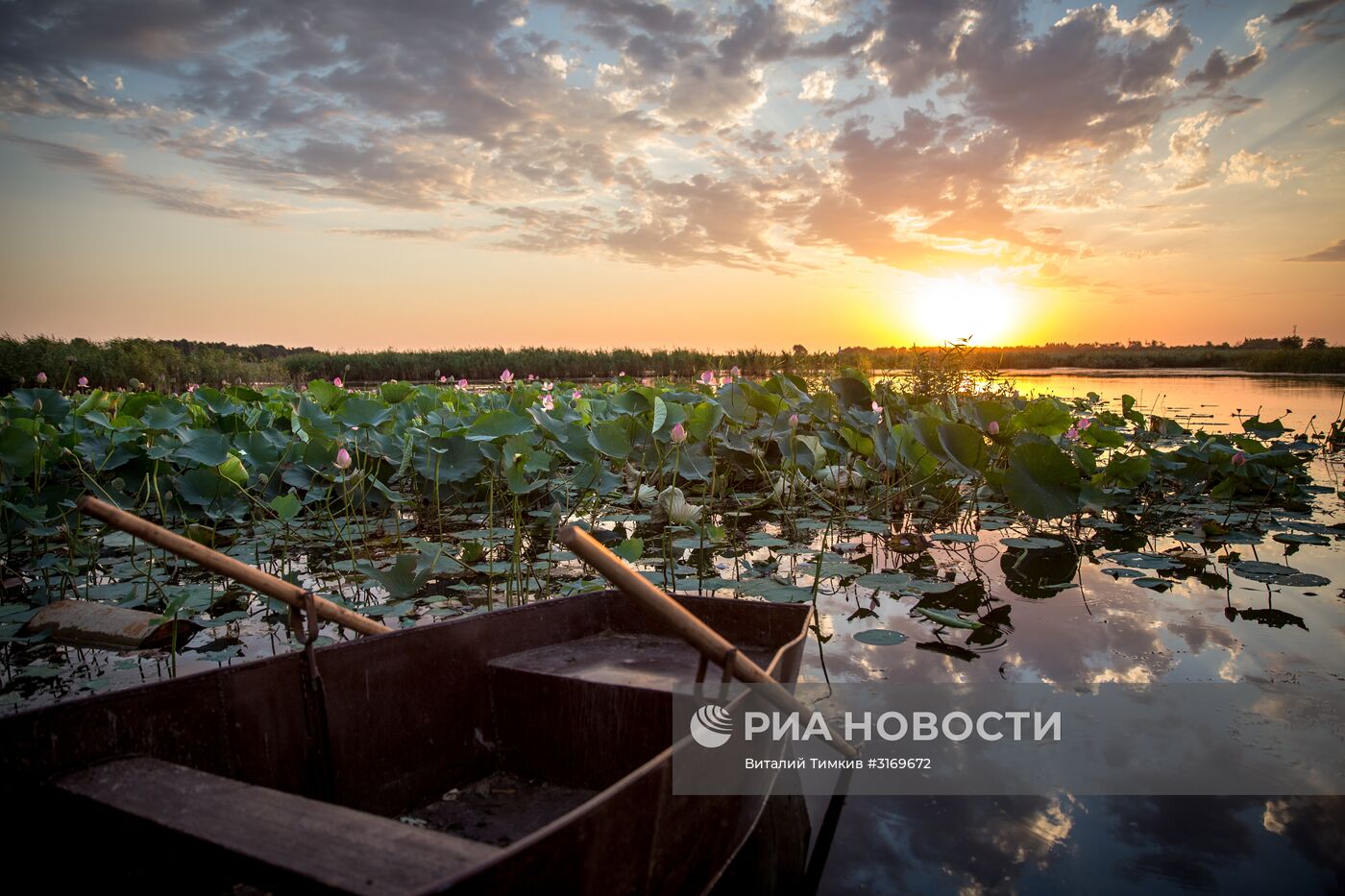 Цветение лотосов в Краснодарском крае