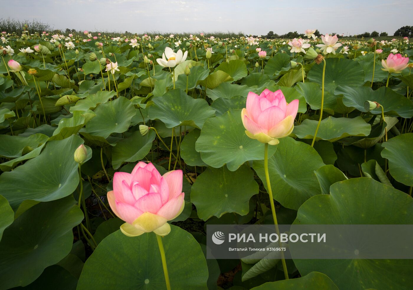 Цветение лотосов в Краснодарском крае