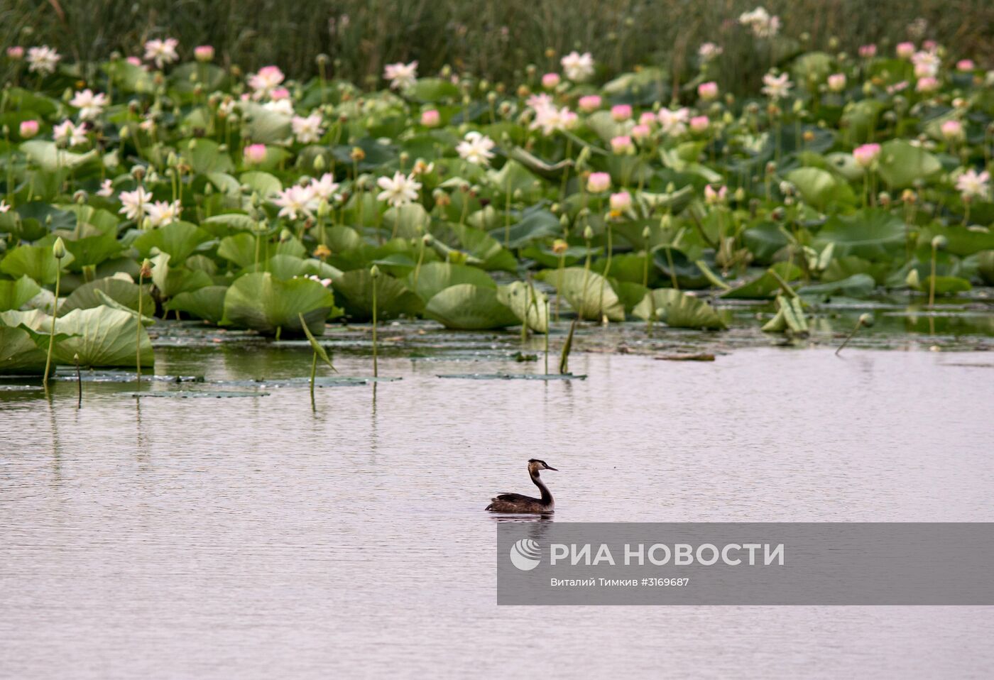 Цветение лотосов в Краснодарском крае