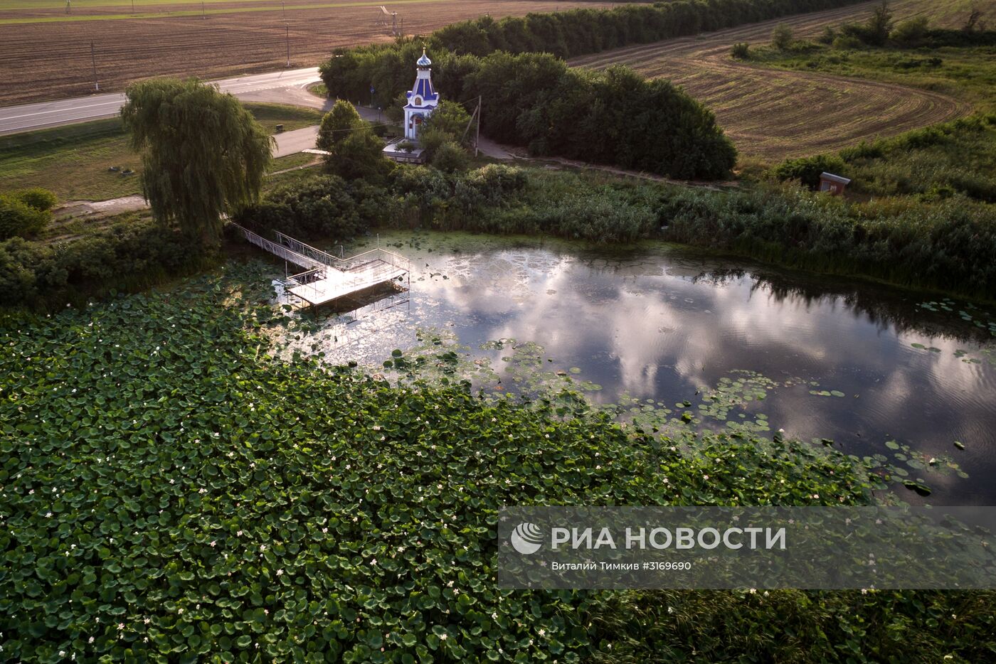 Цветение лотосов в Краснодарском крае