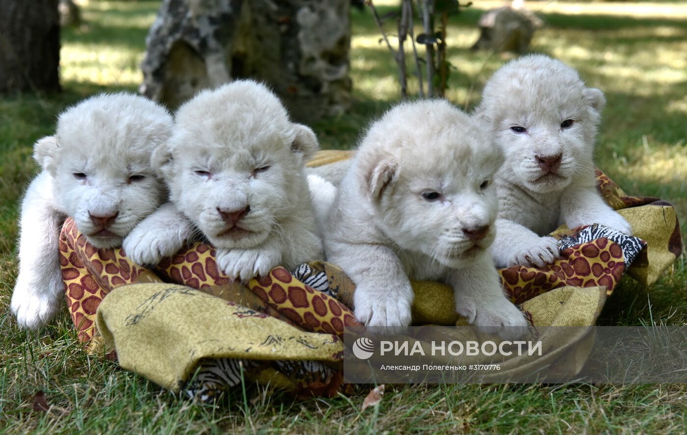 Белые львята родились в сафари-парке в Крыму