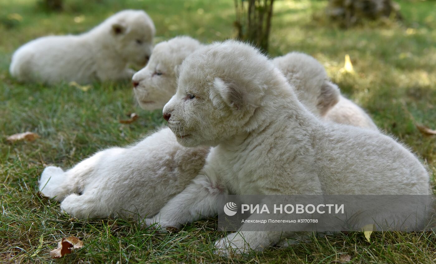 Белые львята родились в сафари-парке в Крыму