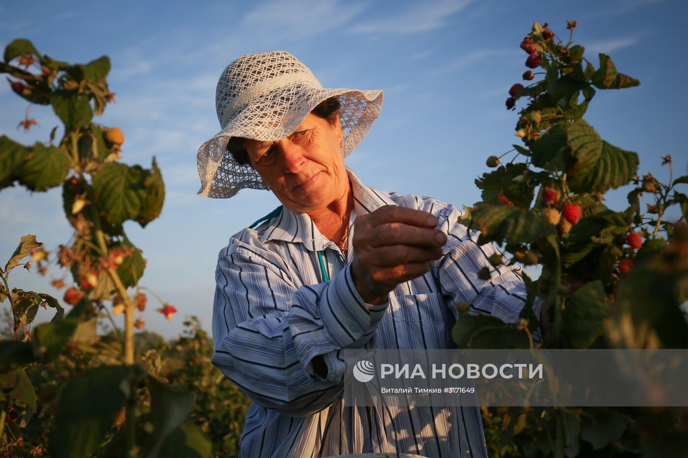 Сбор малины в Краснодарском крае