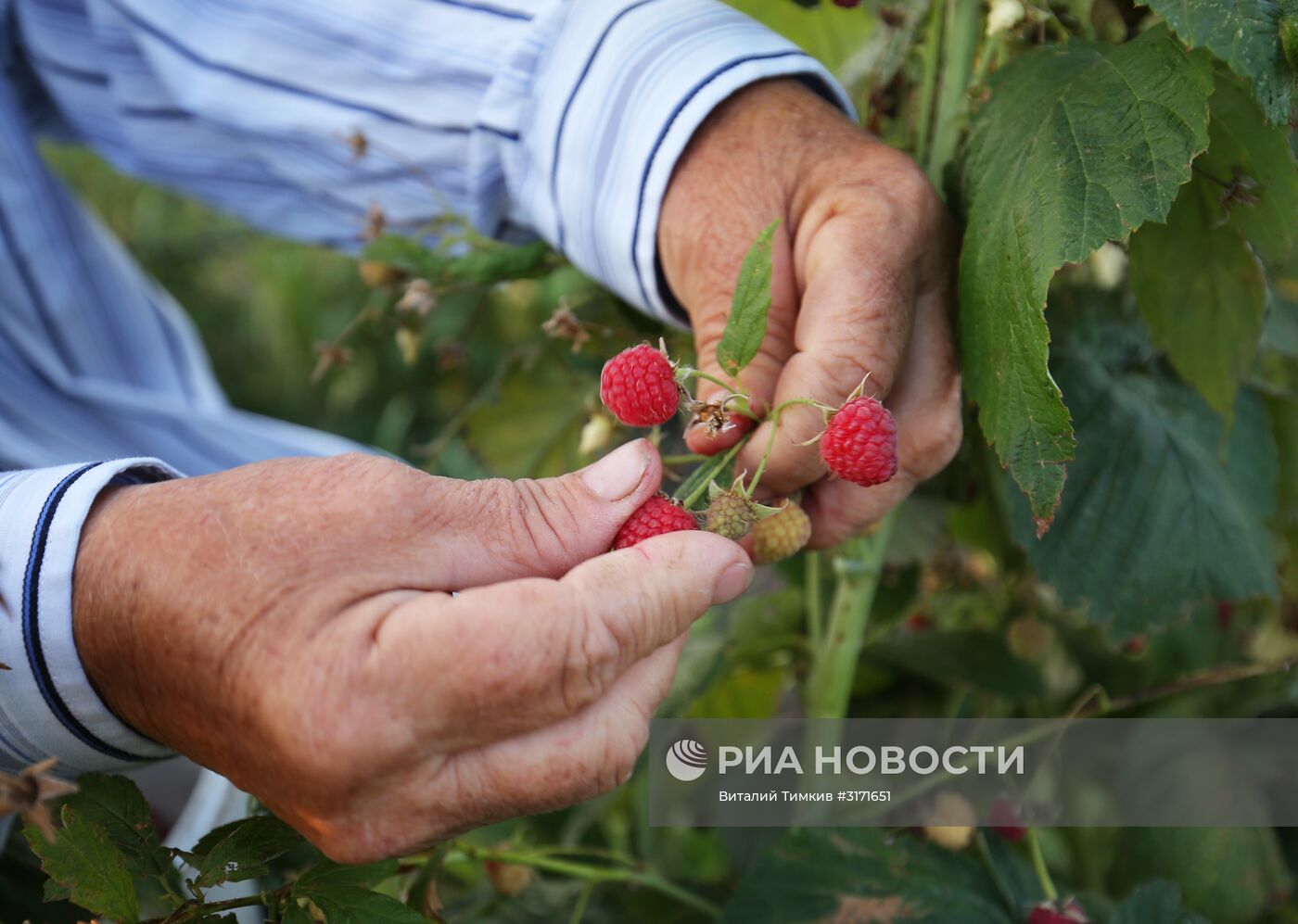 Сбор малины в Краснодарском крае