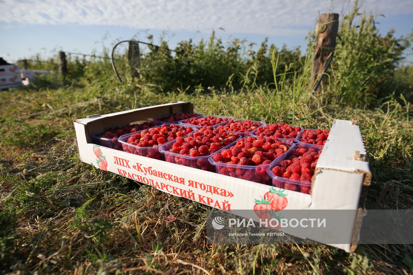 Сбор малины в Краснодарском крае