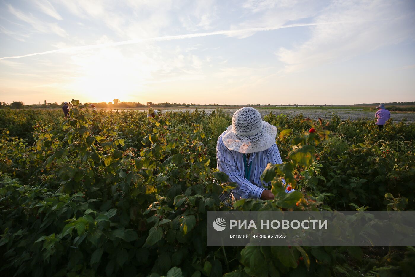 Сбор малины в Краснодарском крае