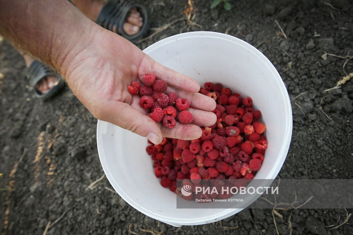 Сбор малины в Краснодарском крае