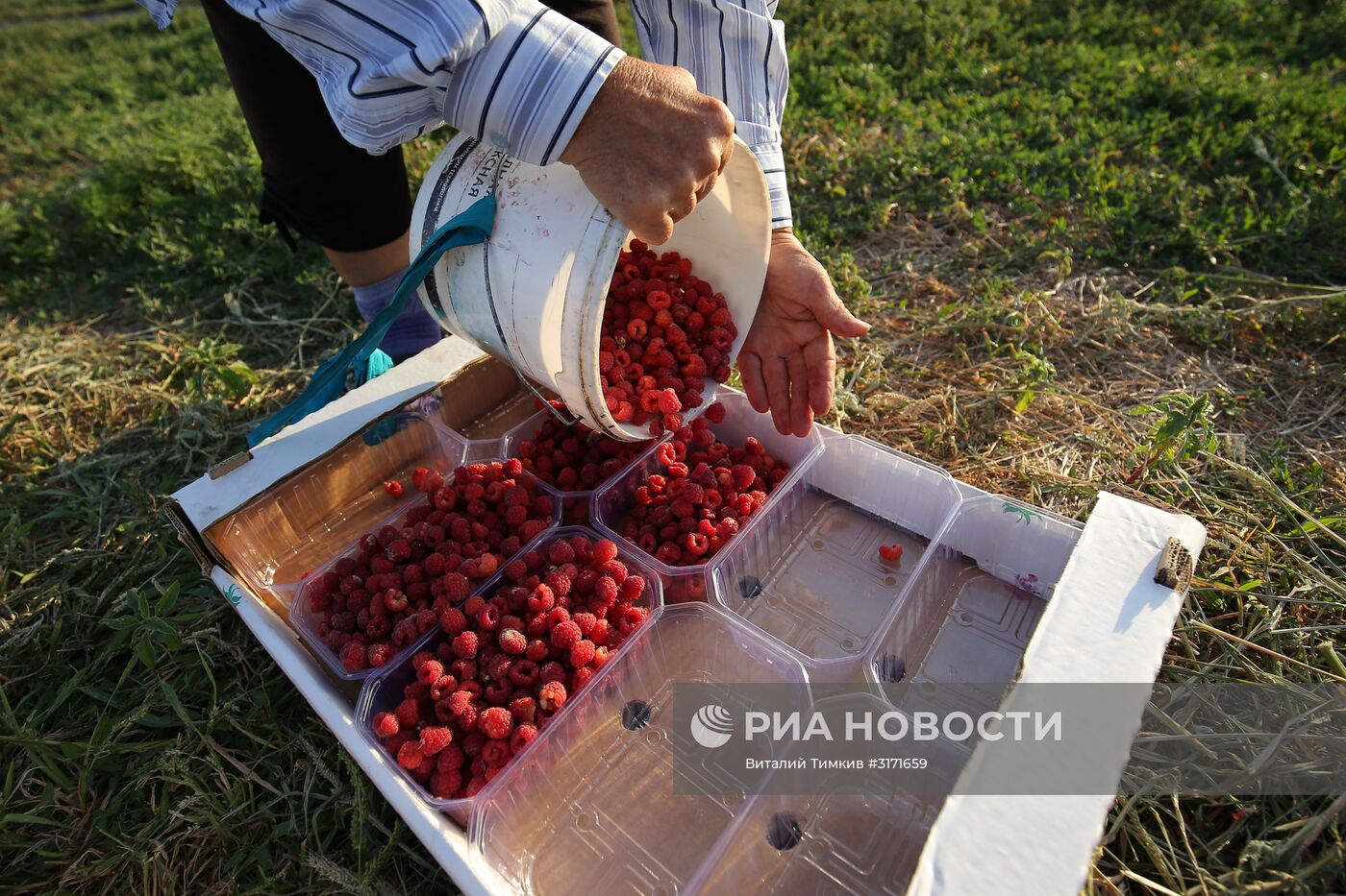 Сбор малины в Краснодарском крае