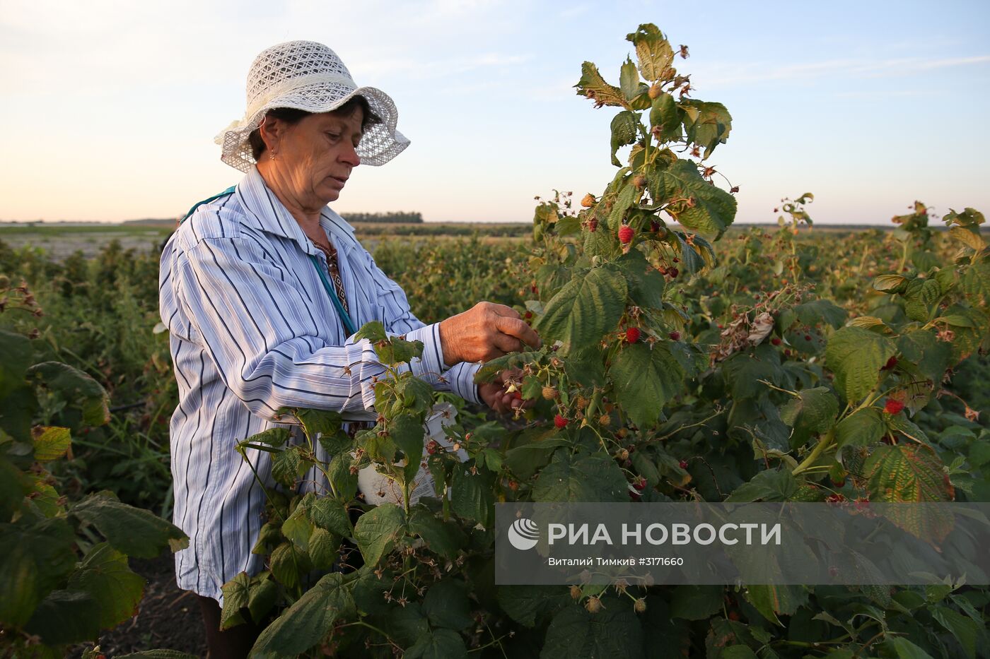 Сбор малины в Краснодарском крае