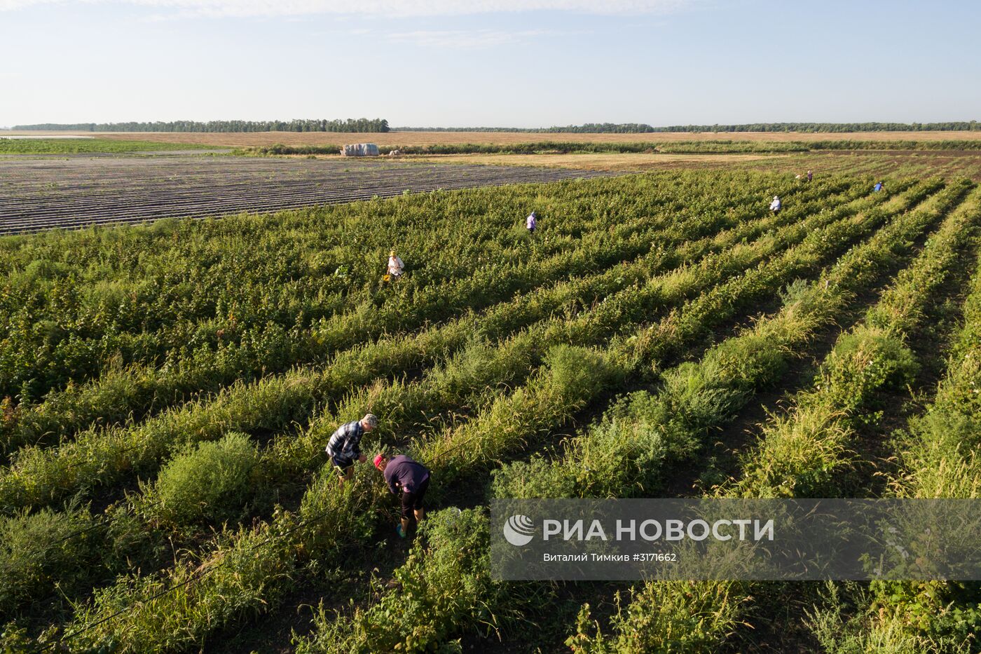 Сбор малины в Краснодарском крае