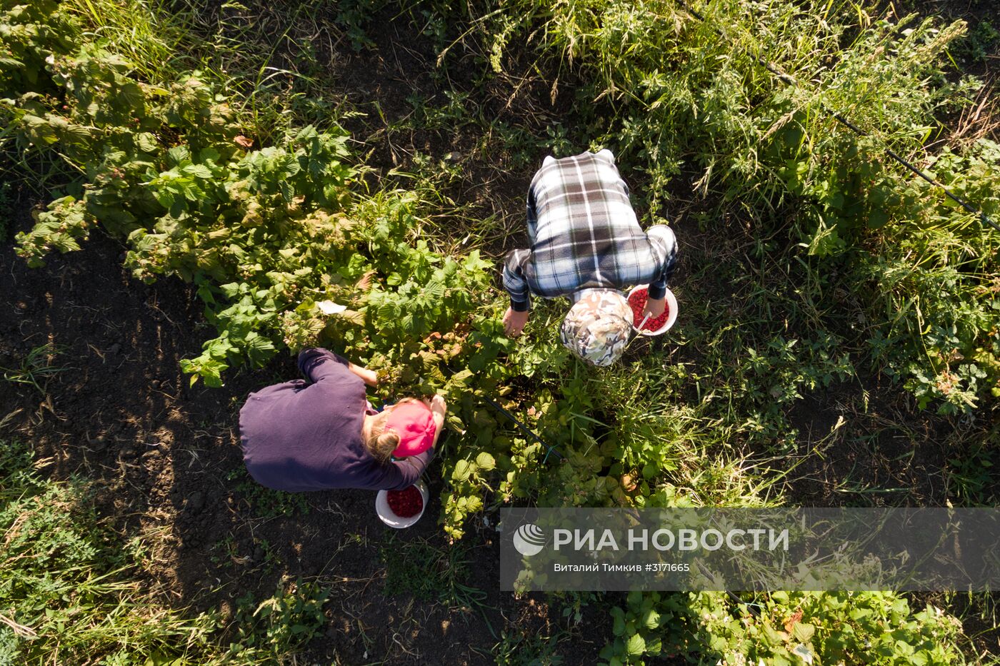 Сбор малины в Краснодарском крае